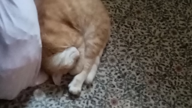 Kediler çok değişik uyumuyor mu?