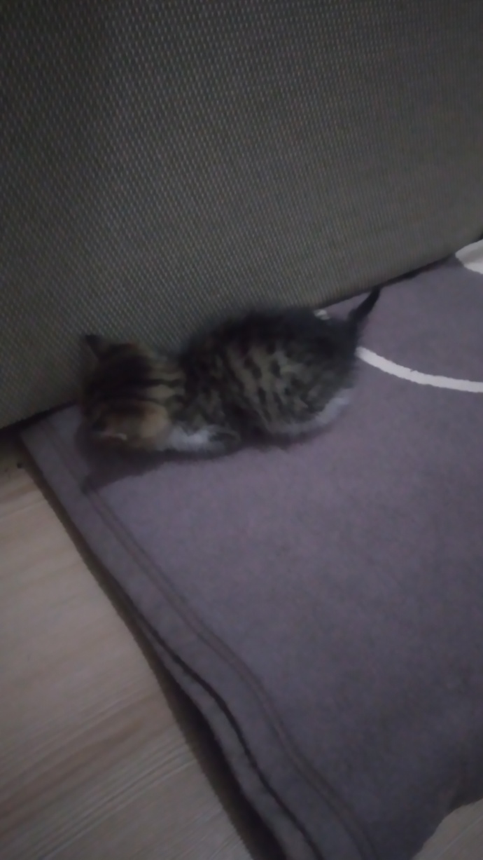 Sizce bu kedi kaç aylık?
