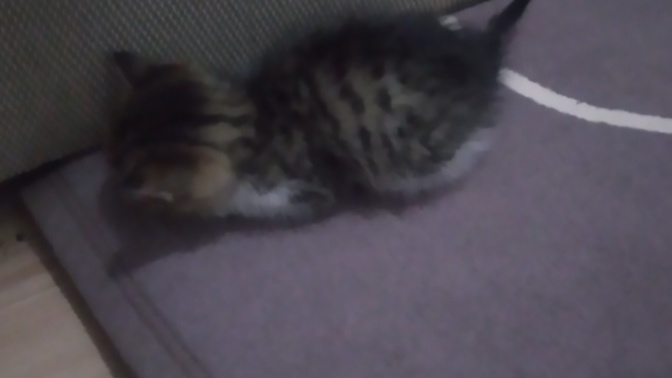 Sizce bu kedi kaç aylık?