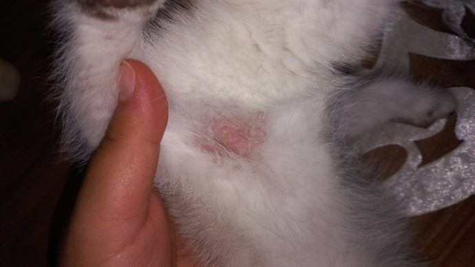 Kedi mantarına çözüm var mı?