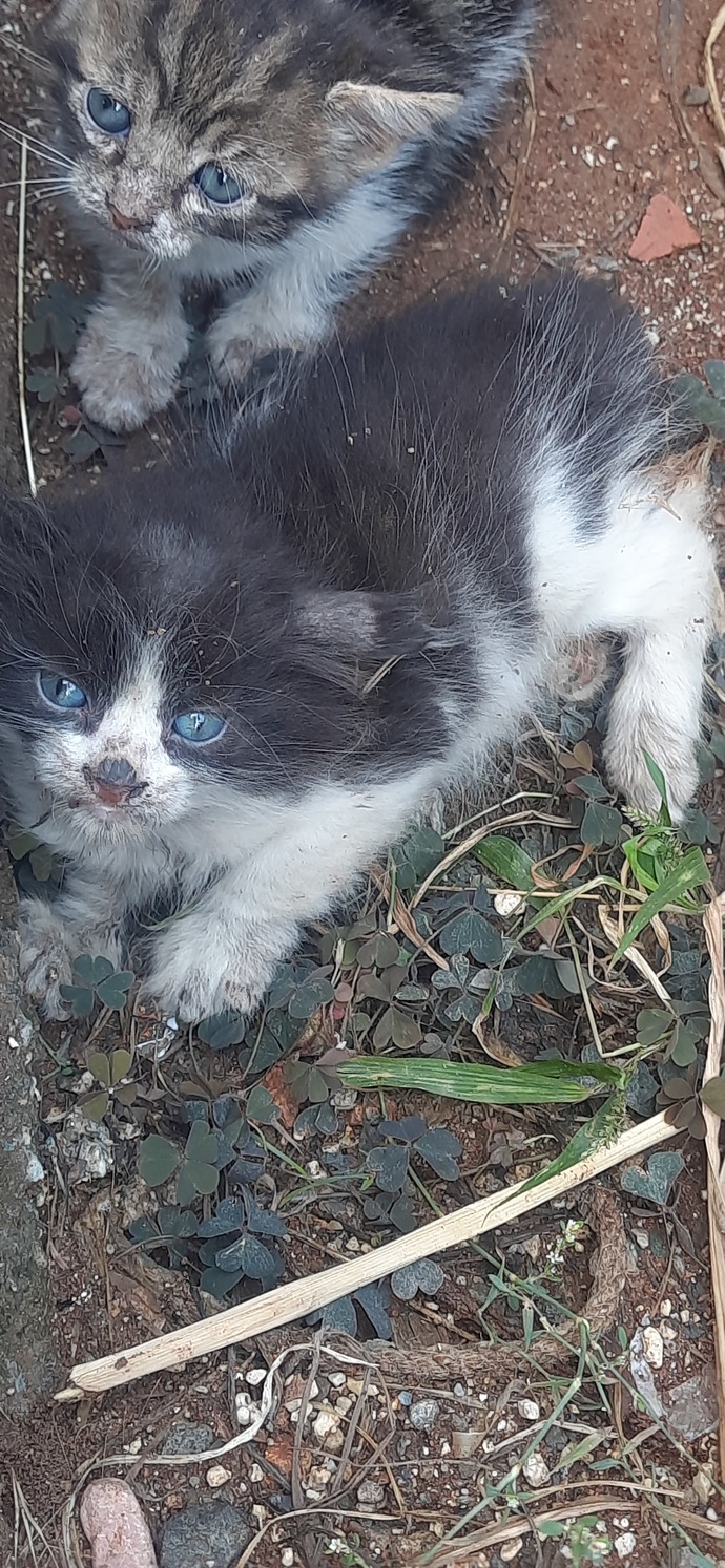 Bu miyavlar için ne yapabilirim?