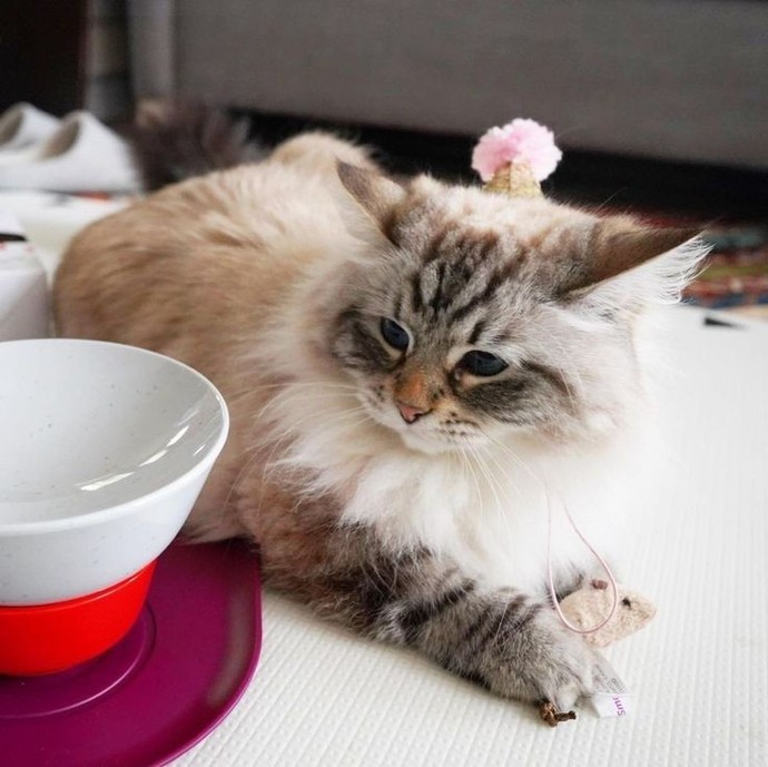 Kediler için en sağlıklı mama markası nedir?