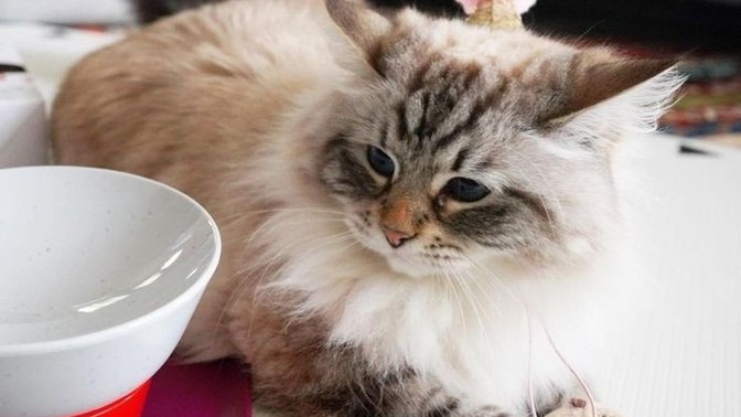 Kediler için en sağlıklı mama markası nedir?