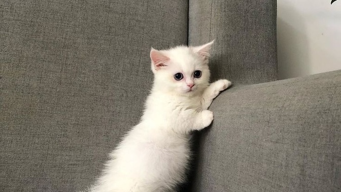 Evcil bir hayvan sahiplenecek olsanız hangisi olurdu?