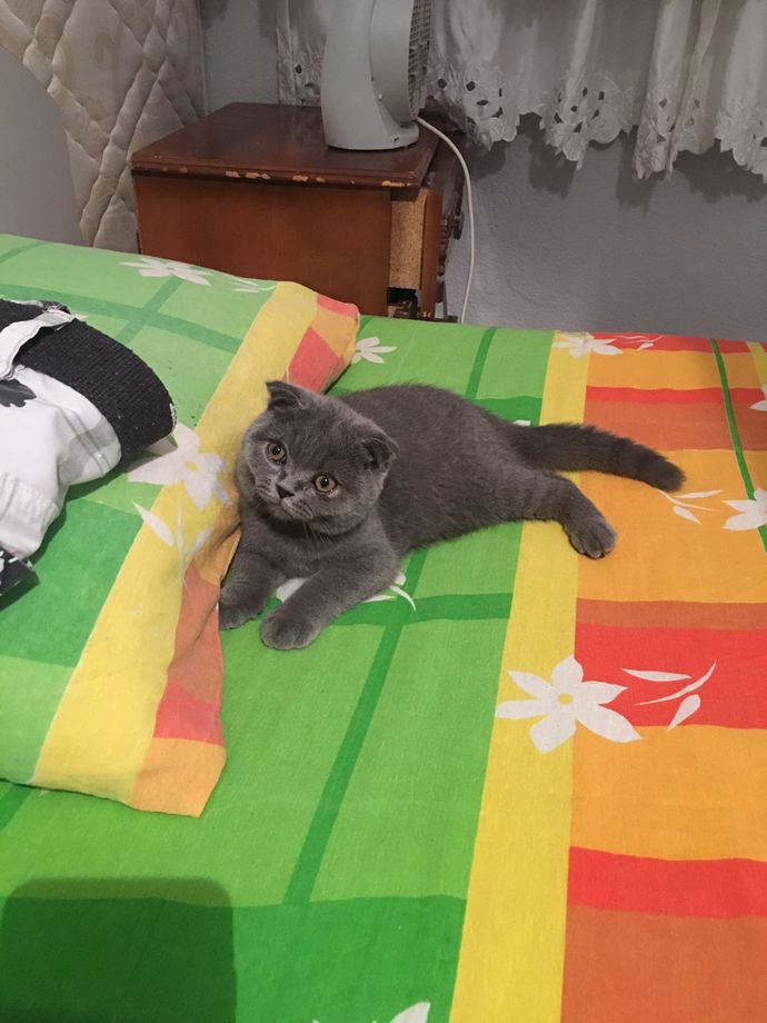 Ruhunda hangi hayvan yatıyor, söyleyeyim mi?