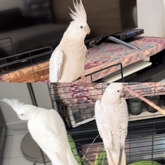 Eiko ve Paşa yakışıyorlar mı?