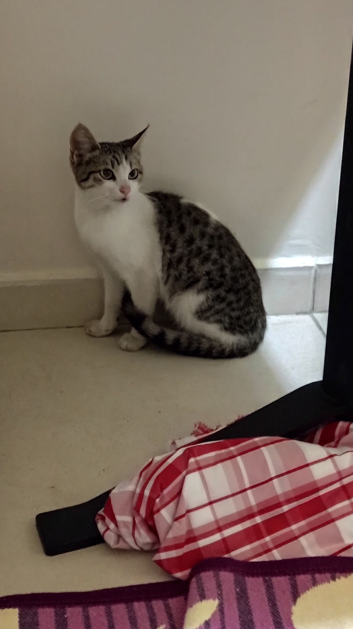 Aparta gizlice kedi soktuk, çok tatlı değil mi😂?