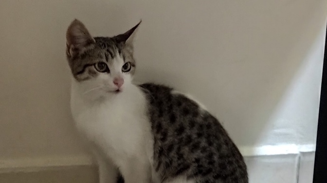 Aparta gizlice kedi soktuk, çok tatlı değil mi😂?