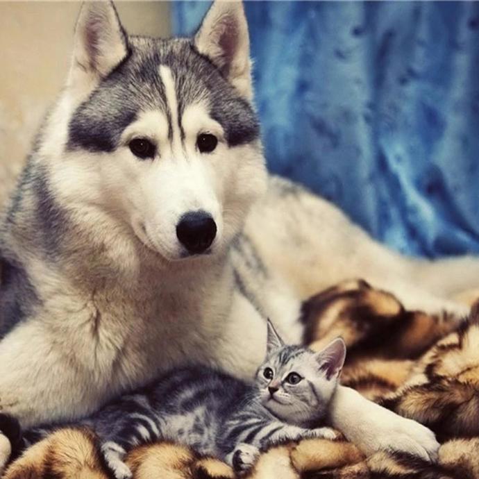 Kurt musun kedi mi?