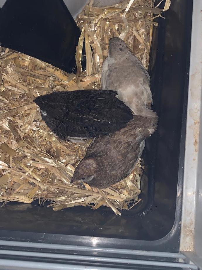 Sonunda çin bıldırcınlarım yumurtladı! Yemeli miyim yoksa bebek mi olacaklar?