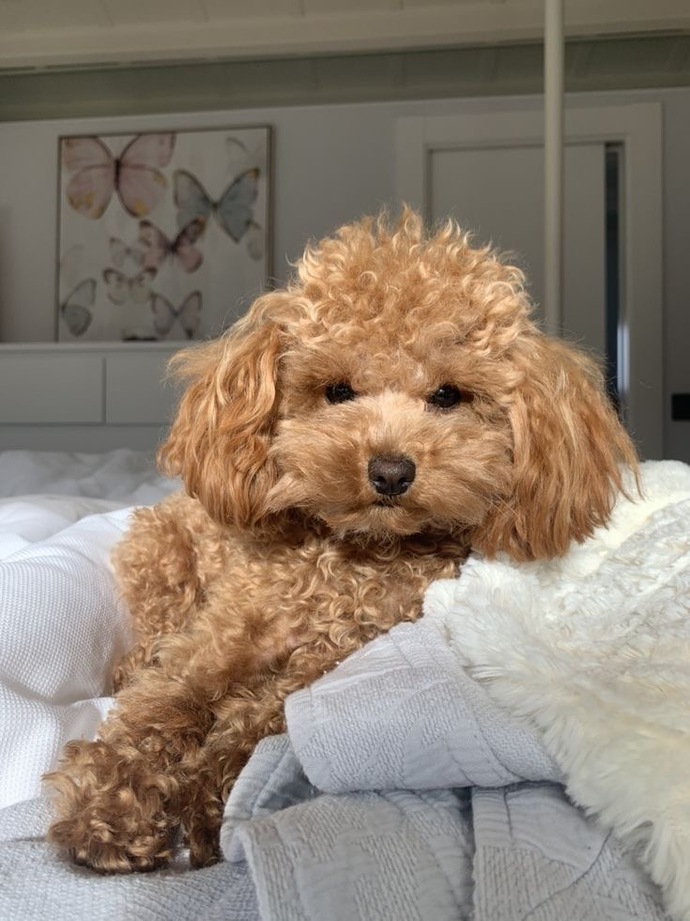 Köpek bakımında dikkat edilmesi gerekenler neler?