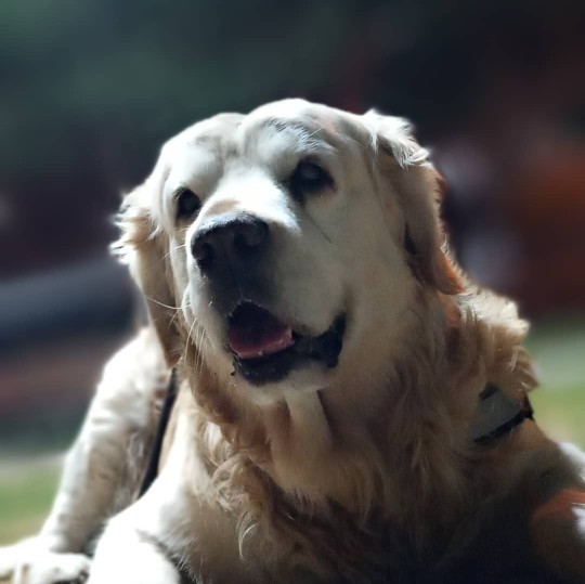 Köpek bakımında dikkat edilmesi gerekenler neler?