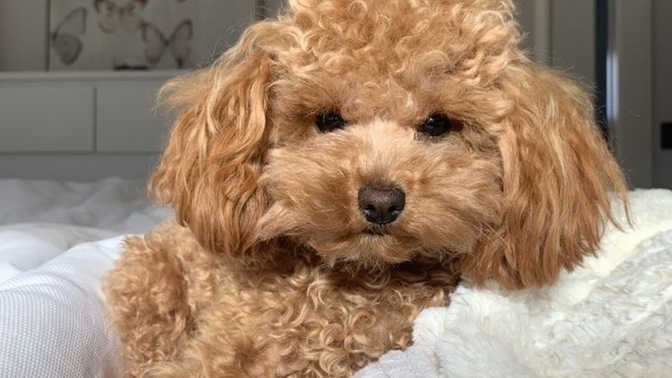 Köpek bakımında dikkat edilmesi gerekenler neler?
