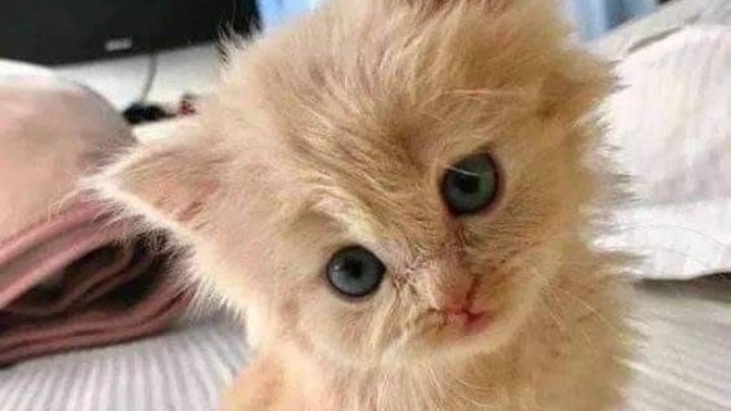 Kedi sahiplenseniz illa yavru mu istersiniz yoksa yetişkin kedi de olur mu?