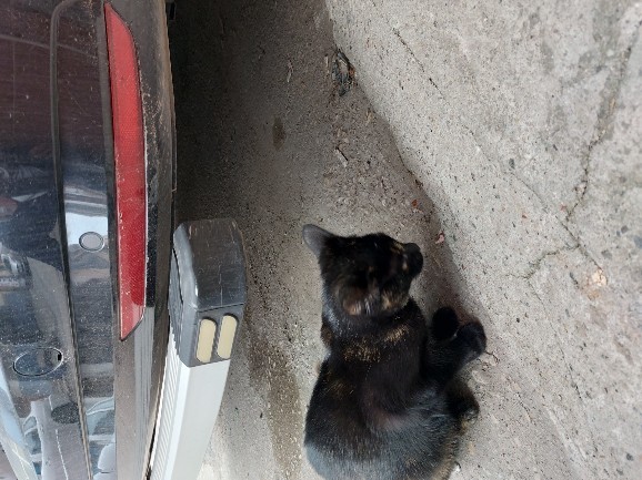 Merhabalar neler yapıyorsunuz bugün?