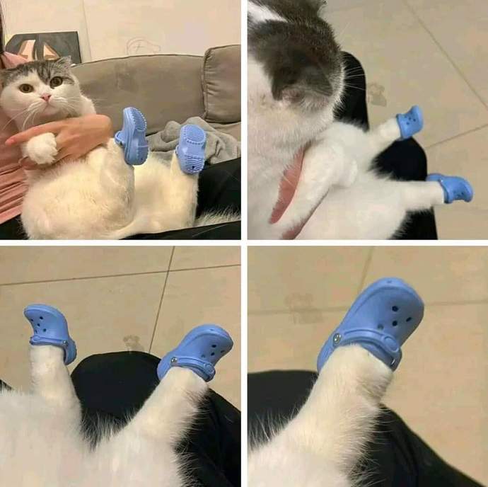 Kedilere özel takma tırnak mı? 😲 Kedileri de aşko kuşko yapmaya gerek var mıydı?
