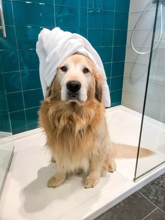 Köpekler kaç günde bir yıkanmalı?