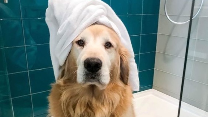 Köpekler kaç günde bir yıkanmalı?
