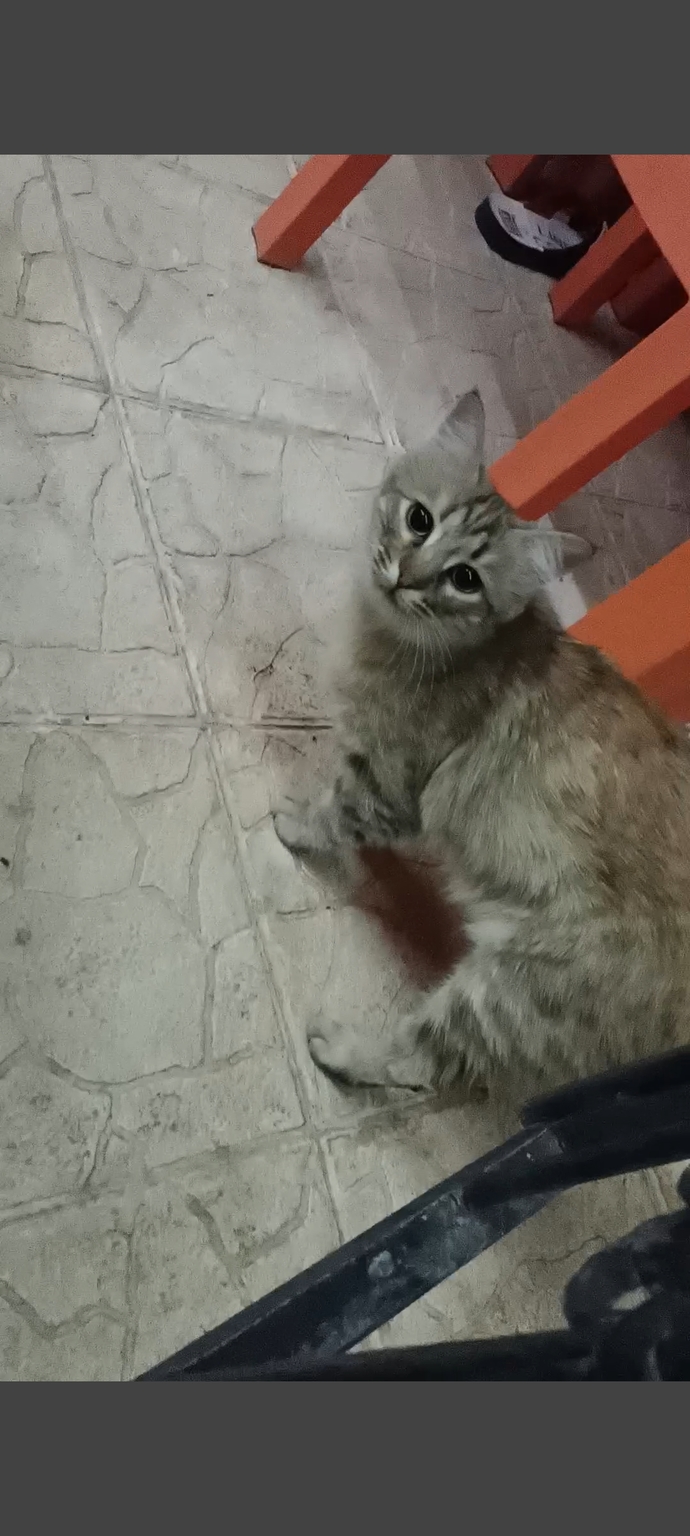 Hangi kedi daha güzel 😺😽?