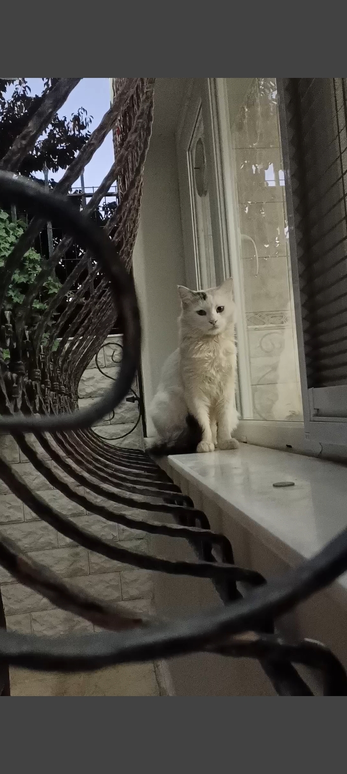 Hangi kedi daha güzel 😺😽?