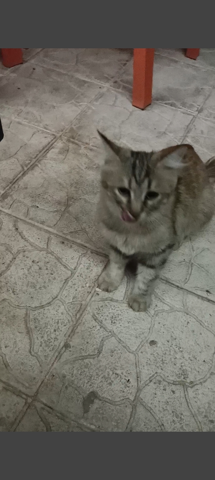 Hangi kedi daha güzel 😺😽?