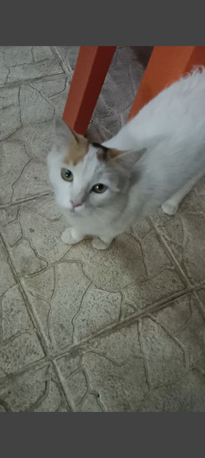 Hangi kedi daha güzel 😺😽?