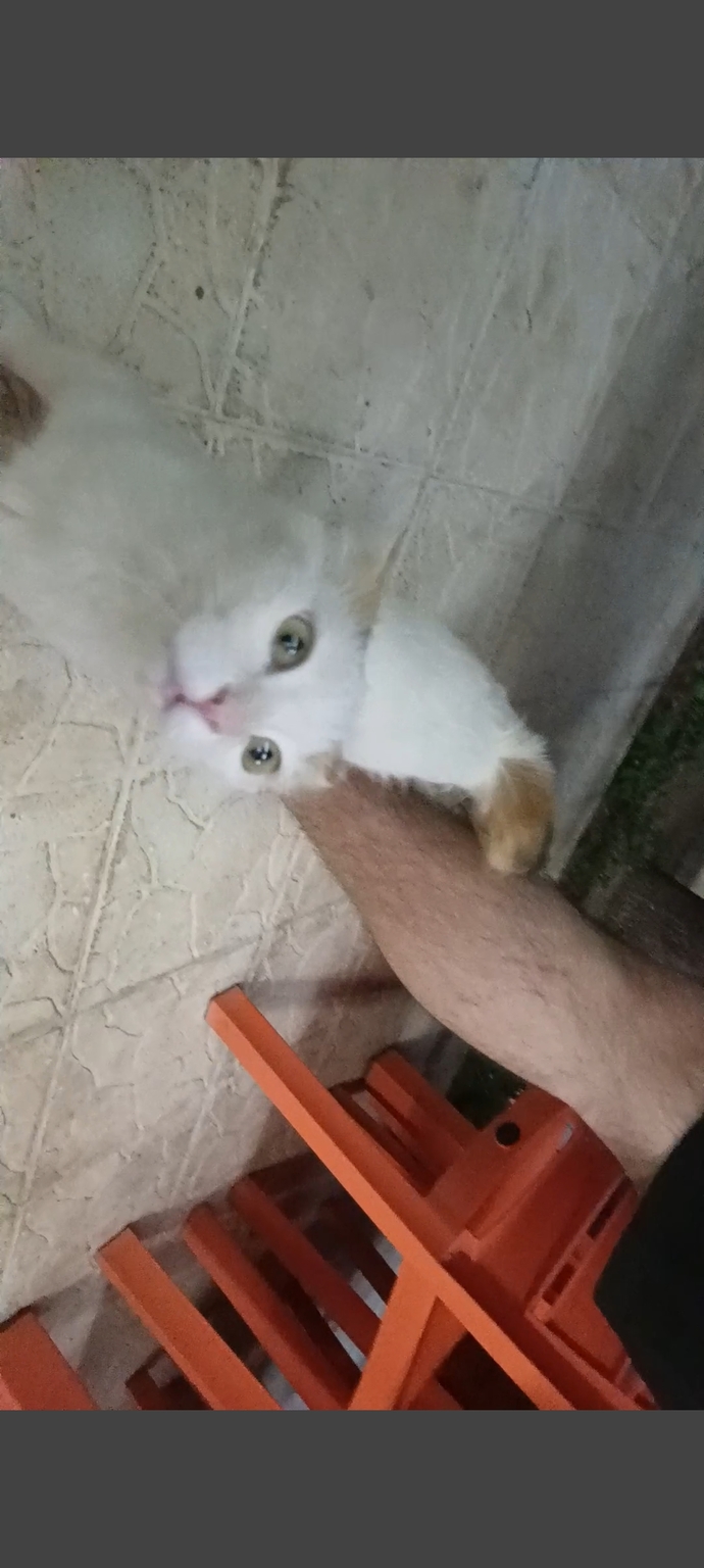 Hangi kedi daha güzel 😺😽?