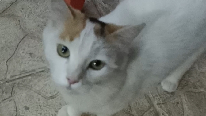 Hangi kedi daha güzel 😺😽?