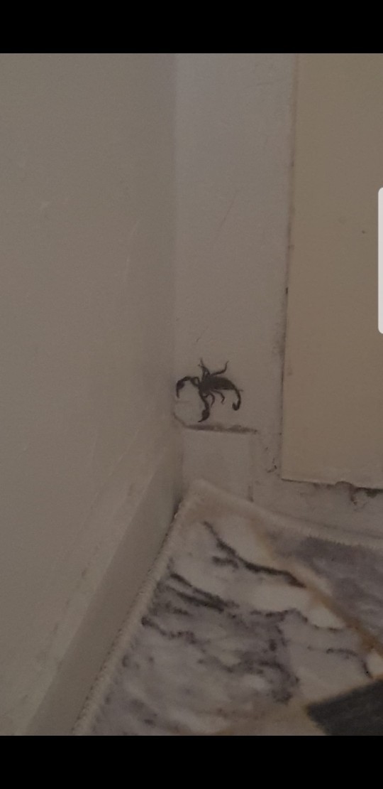 Evde neden akrep olur?