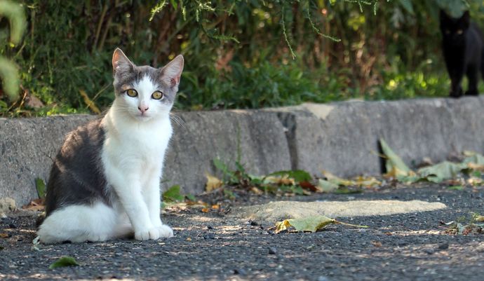 Kediler dışarı çıkarılmalı mı? Bir zararı olur mu?