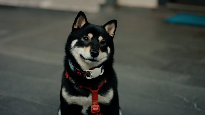 Bu köpeğin cinsi ne bilen var mı?