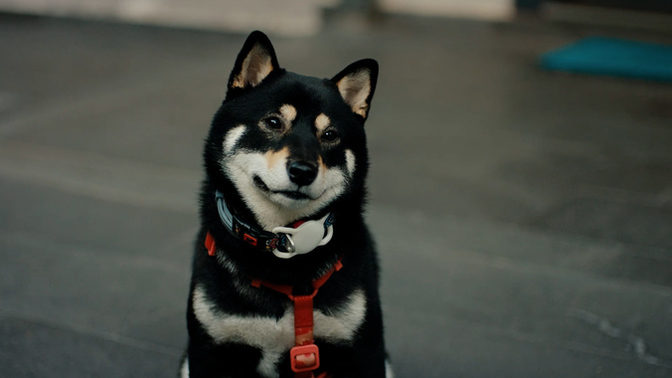 Bu köpeğin cinsi ne bilen var mı?