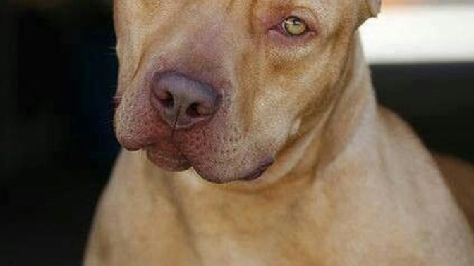 Tehlikeli bir köpek sana doğru koşarsa ve sen kaçmak yerine onun yönüne koşarsan, köpeğin tepkisi ne olur? Hiç denedin mi?