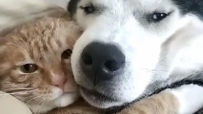 Aynı evde kedi ve köpek beslemenin avantaj ve dezavantajları nelerdir?