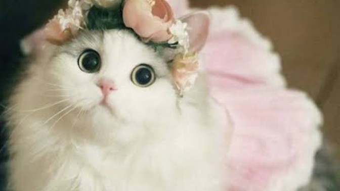 Evde kedi istemeyen ebeveyni ikna etme yolları nelerdir?