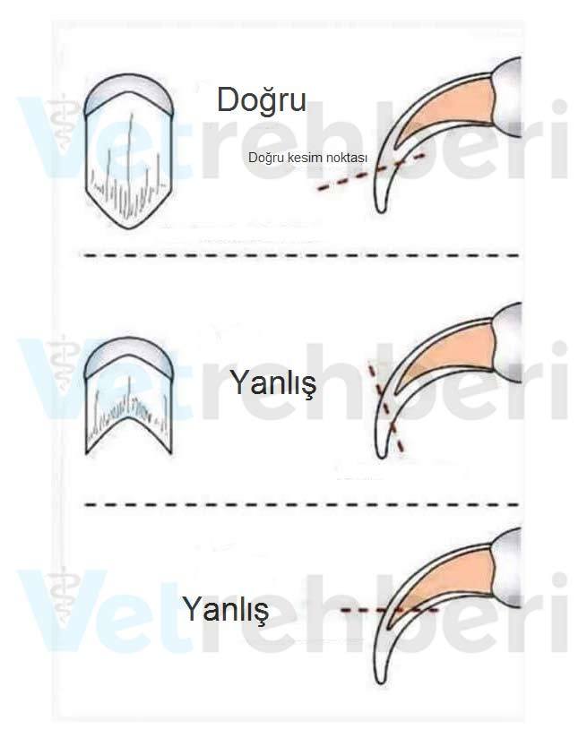 Muhabbet kuşumun tırnakları uzadı, kestirmek için veteriner ne kadar ücret alır?