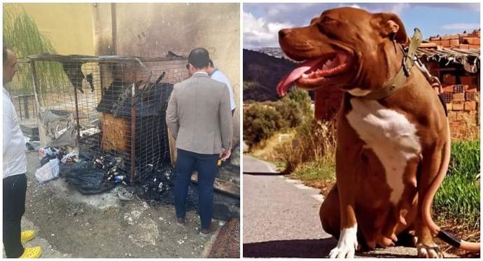 Kulübesinde köpeği yakarak öldüren zanlı tutuklandı. Sizce hayvanlara eziyet edip öldürmenin cezası ne olmalı?