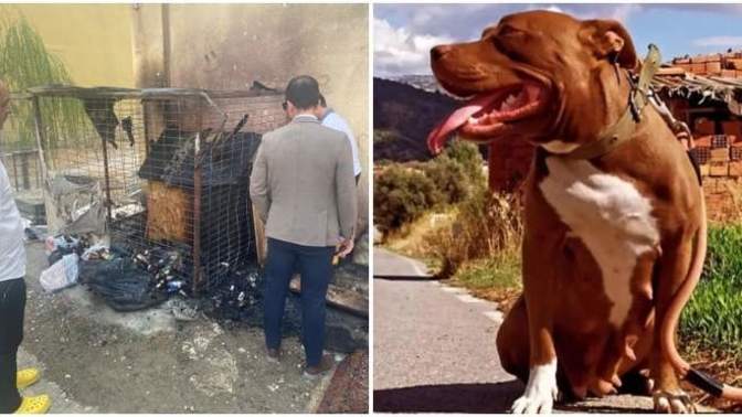 Kulübesinde köpeği yakarak öldüren zanlı tutuklandı. Sizce hayvanlara eziyet edip öldürmenin cezası ne olmalı?