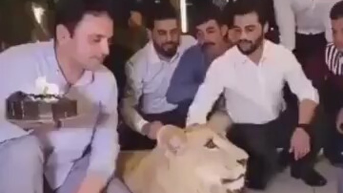 Zenginlerin eğlencesi: Evde besledikleri aslanın suratına pasta vurmak! Aslanın yerinde olsanız ne yapardınız?
