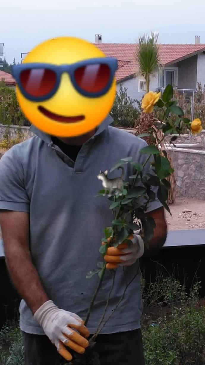 Gül i̇ster misiniz?