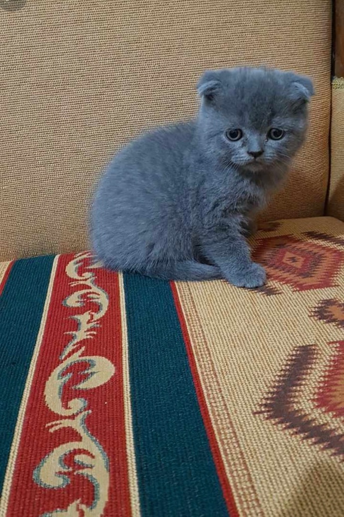 Kedimi gördünüz mü?