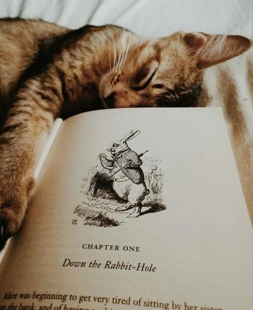 Kitap hediye etmeyi ya da size hediye edilmesini sever misiniz?