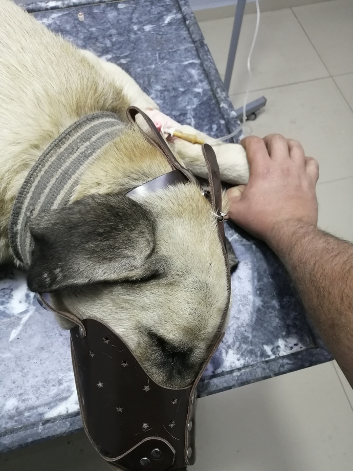 İyi olacak, yine beni ısıracaksın aslan parçası.. 🦁