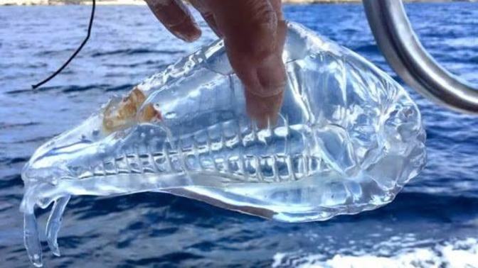 Eğer bir balık olsaydınız hangi çeşit tür vs olurdunuz?