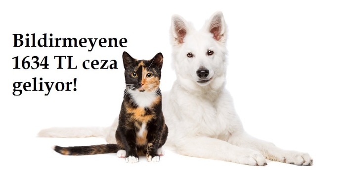 Evinde evcil hayvan beslediğini bildirmeyenlere 1634 TL ceza geliyor! Sizce iyi bir uygulama mı?