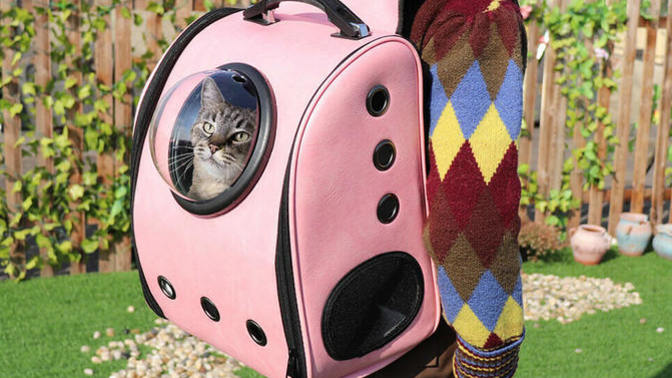 Kedi taşıma çantası kullanan var mı?
