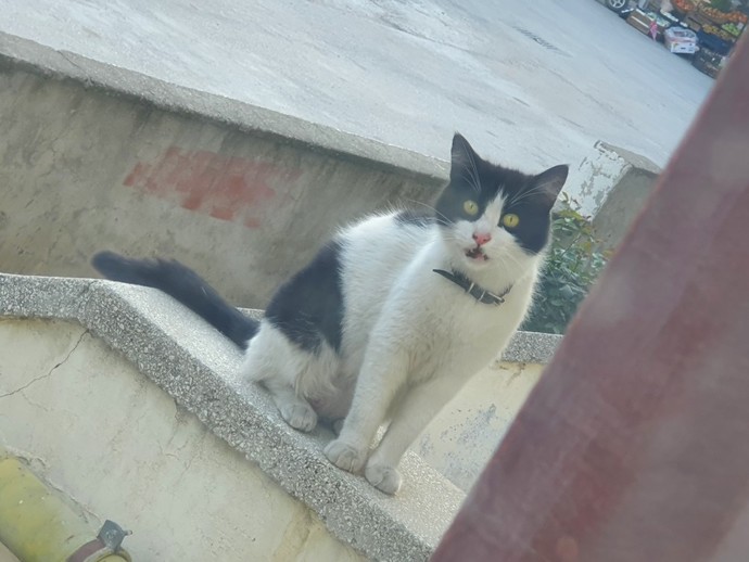 Kediniz kendini sevdiriyor mu yoksa huysuz mu?