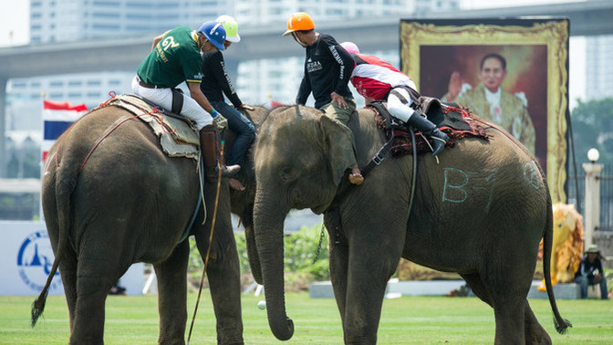 Fil Polosu (Elephant Polo) sporunu yapar mıydınız?