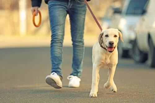 Dışarda köpek gezdirenlere ne yapmak lazım?