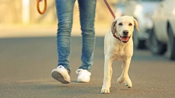 Dışarda köpek gezdirenlere ne yapmak lazım?